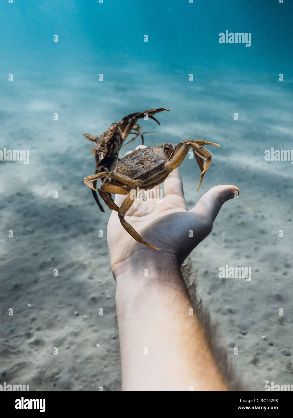 Nahaufnahme einer Krabbe an einer menschlichen Hand unter Wasser, Meerestiere Stockfoto