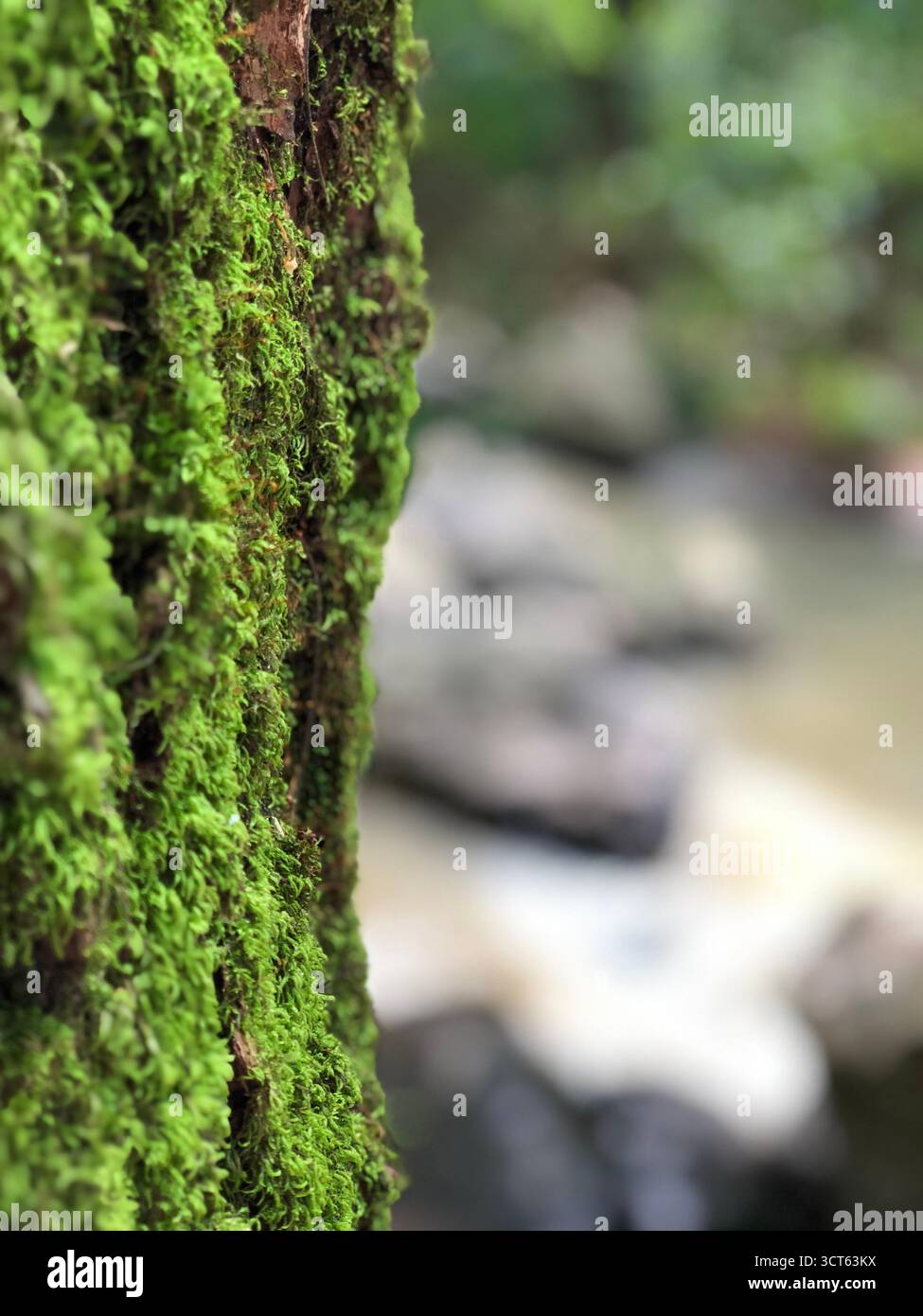 Makro aus grünem Moos auf einem Baumstamm mit verschwommenem Waldhintergrund, mit natürlicher Textur und ruhiger Stimmung. - Smartphone-aufgenommenes Stockfoto
