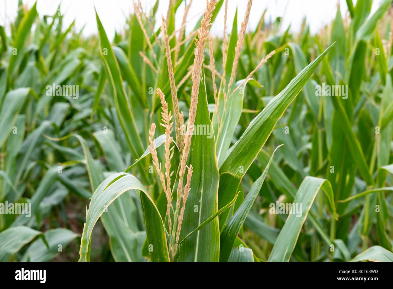 Maisfelder mit Mais bestreut. Stockfoto