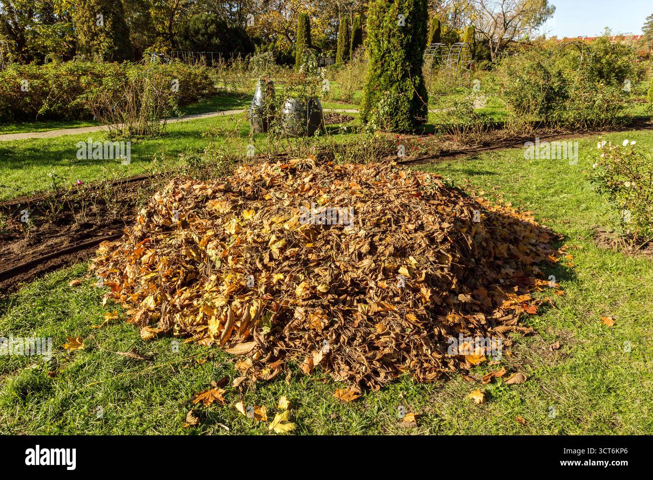 Ein großer Haufen getrockneter Herbstblätter auf einem Rasen in einem Garten oder Park. Herbstfarben und eine natürliche Umgebung im Freien bei hellem Sonnenlicht. Stockfoto