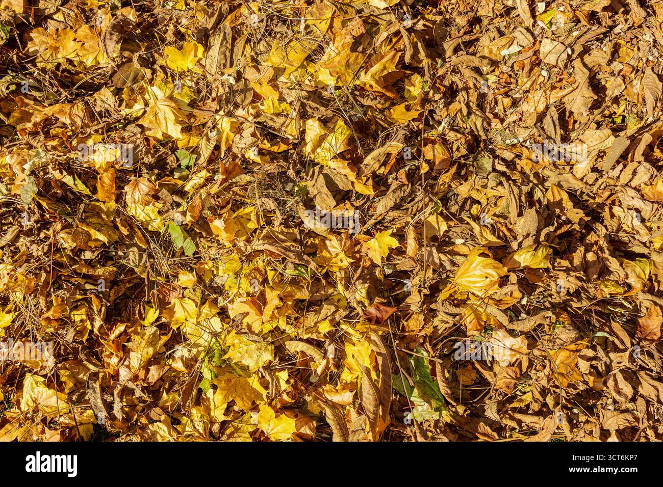 Ein Hintergrund aus getrockneten Herbstblättern, die auf dem Boden verstreut sind und eine Kombination aus Gelb- und Brauntönen zeigen. Strukturiertes Laub, jahreszeitliche Veränderungen in t Stockfoto