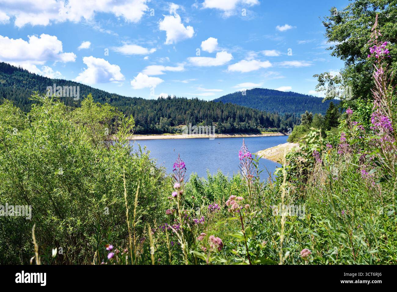 Rosebay Willowherb Wildblumen mit wunderschönem Bergsee im Schwarzwald in Forbach in Deutschland genannt Schwarzenbach Reservoir umgeben von Stockfoto