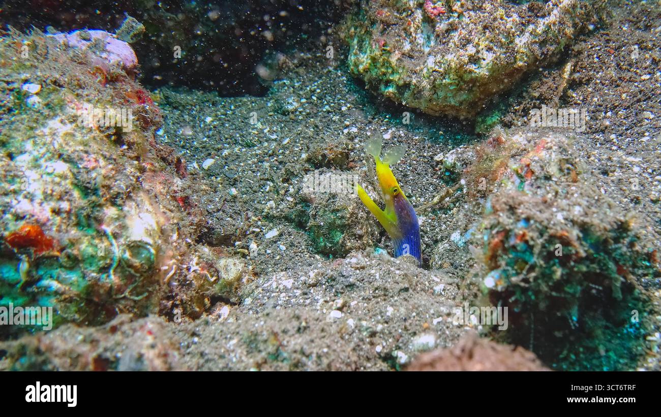 Ein Bandaal (Rhinomuraena quaesita), auch bekannt als Geistermoräne, der aus seinem Loch im Sand blickt, fotografiert während des Tauchens an der Nordküste Stockfoto