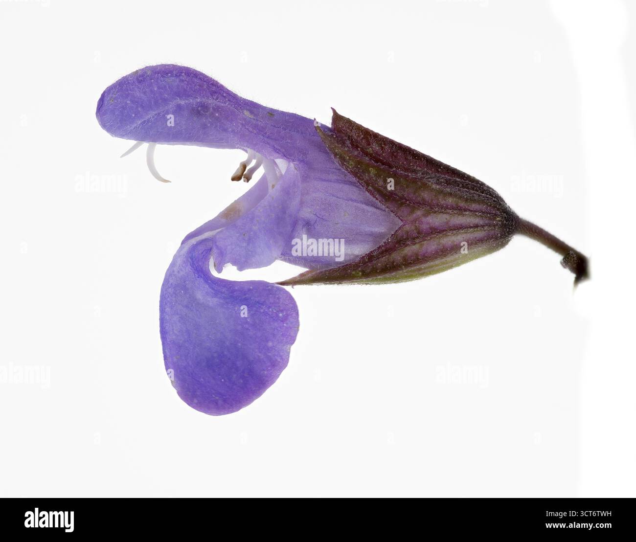 Echter Salbei (Salvia officinalis), Garten-Salbei, Bluete, Deutschland Stockfoto