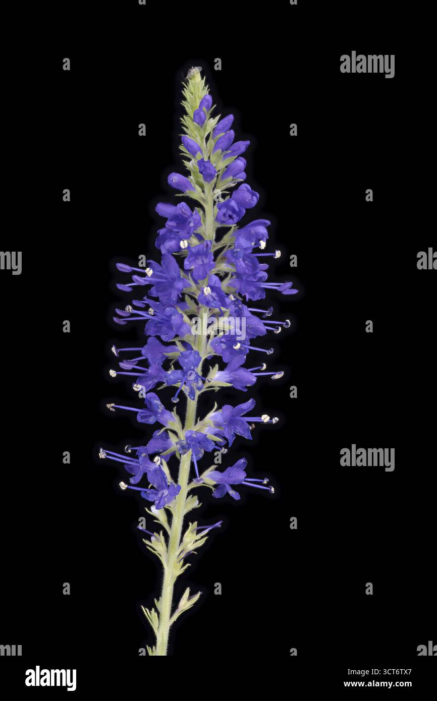 Aehriger Ehrenpreis (Veronica spicata), Bluete, Deutschland Stockfoto