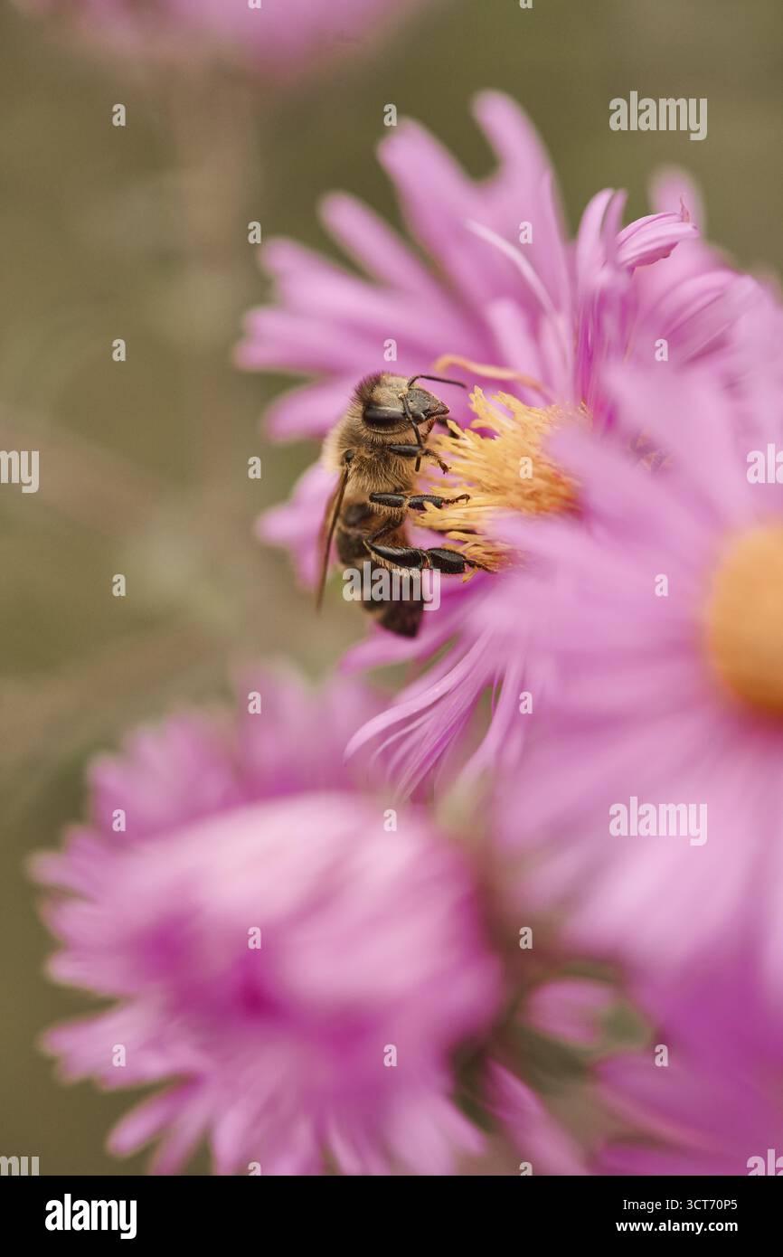 Europäische Honigbiene (APIs mellifera), die Nektar einer rosa Blume des Herbstasters (Symphyotrichum) sammelt, Steiermark, Österreich Stockfoto