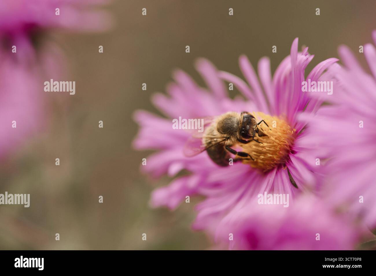 Europäische Honigbiene (APIs mellifera), die Nektar einer rosa Blume des Herbstasters (Symphyotrichum) sammelt, Steiermark, Österreich Stockfoto