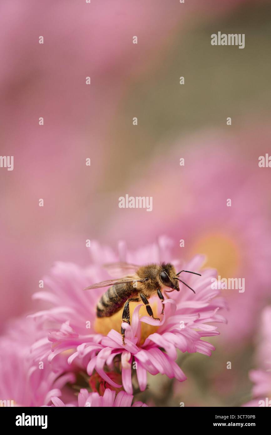 Europäische Honigbiene (APIs mellifera), die Nektar einer rosa Blume des Herbstasters (Symphyotrichum) sammelt, Steiermark, Österreich Stockfoto