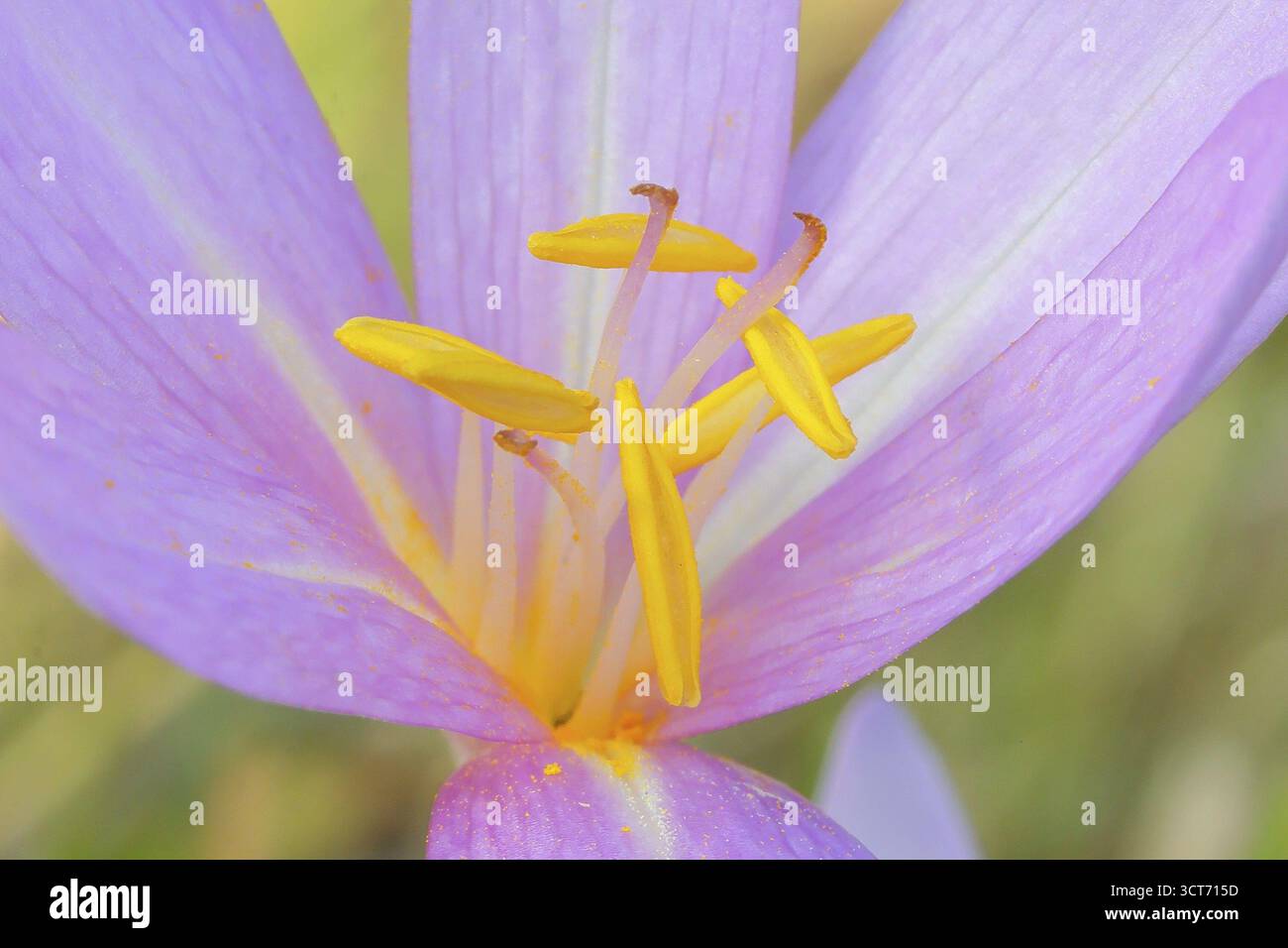 Herbstkrokus (Colchicum autumnale), Blüte mit gelben Staubblättern, Staubblätter, Feuchtwiese, Herbstbote, Jahreszeit, Herbst, Zwiebelpflanze, Gift Stockfoto