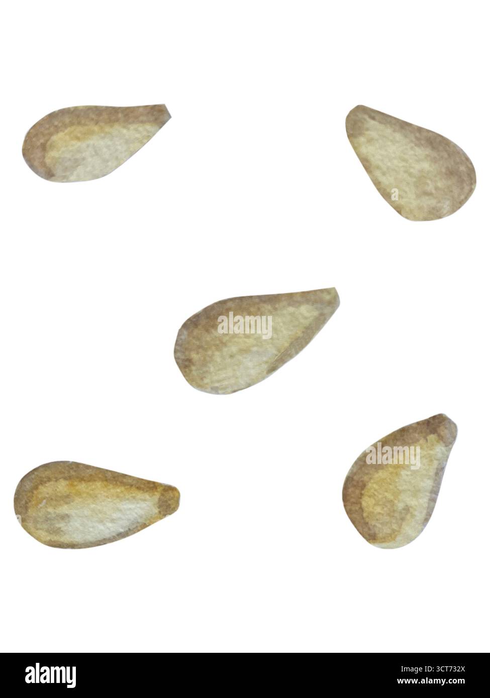 Ganze und geschnittene rote Chilischoten isoliert auf weißem Hintergrund. Botanisches Aquarell handgezeichnete Illustration von scharfem Gemüse mit grünen Blättern. Stockfoto