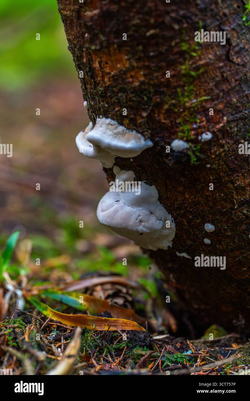 Nahaufnahme von weißen Klappenpilzen (Phellinus-Arten), die auf einem Baumstamm im Wald des Apuseni-Gebirges in Rumänien wachsen Stockfoto