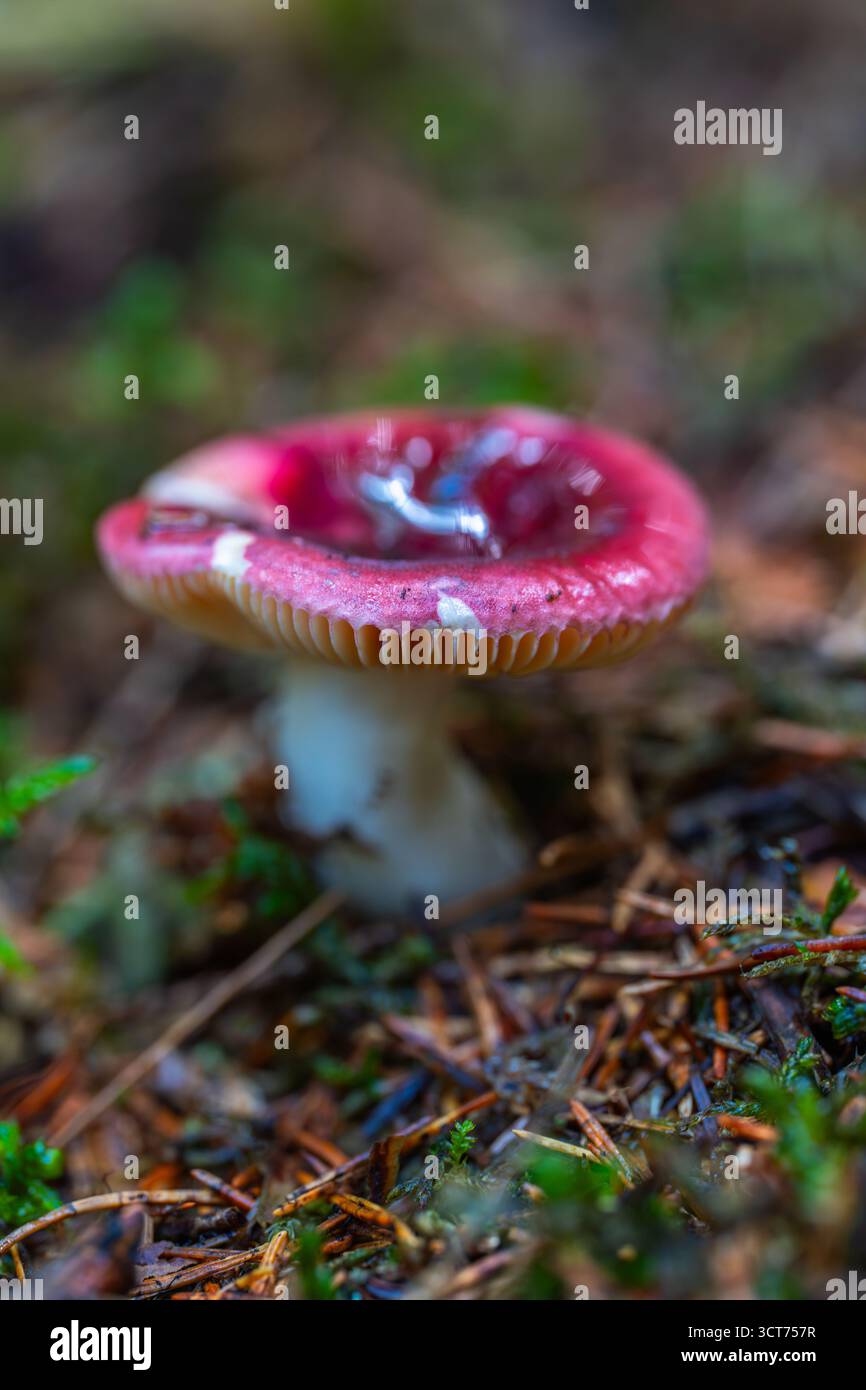 Nahaufnahme eines roten Krankenpilzes (Russula emetica), einer toxischen Art, die auf dem Waldboden zwischen Moos und Kiefernnadeln im Apuseni-Gebirge wächst Stockfoto
