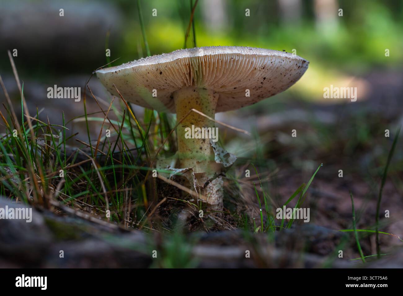 Amanita phalloides Pilz mit weißen Kiemen und hellem Kappe, der auf einem Waldboden zwischen Gras und Moos bei weichem natürlichem Licht wächst Stockfoto