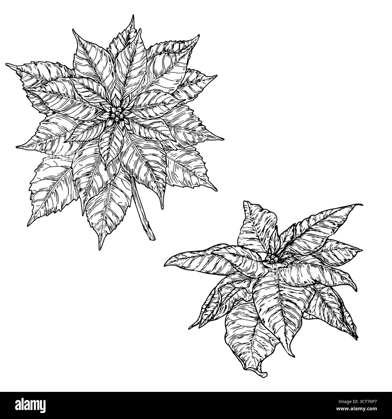 Weihnachtsstern mit anmutigen Blütenblättern, schwarz-weiß-Skizze. Vektorabbildung. Satz Weihnachtsblumen isoliert auf weißem Hintergrund. Konzept für Stock Vektor
