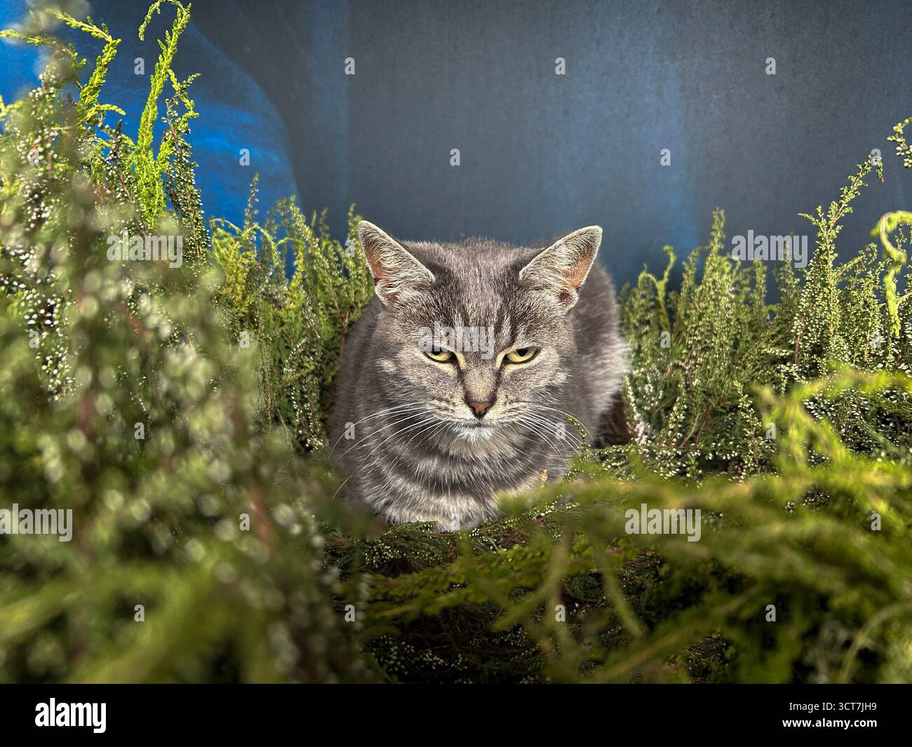 Graue Katze, die auf Pflanzen liegt Stockfoto