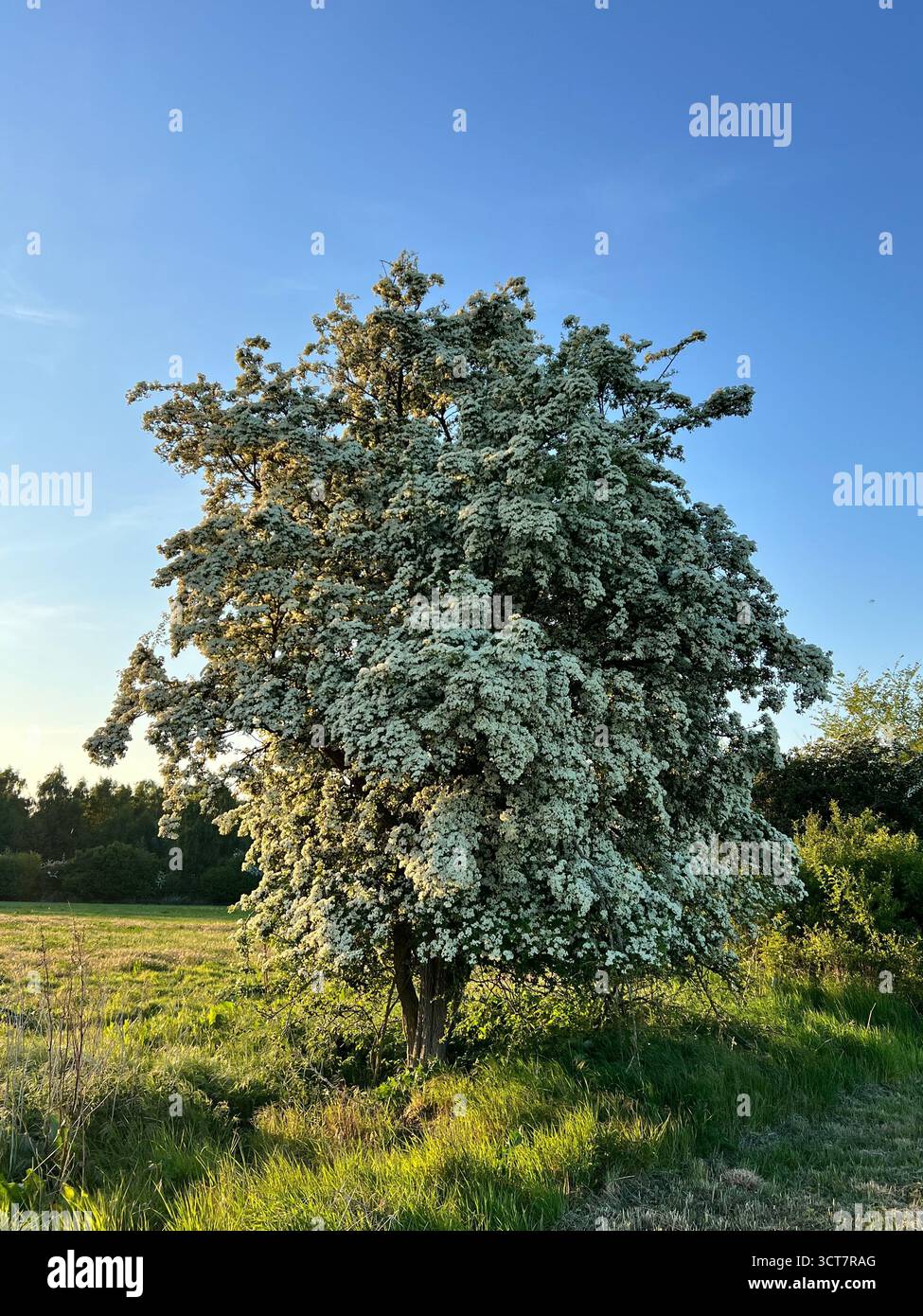 Ein gemeiner Weißdornbaum in voller Blüte auf einem Feld bei Sonnenuntergang in Norfolk, England. Das warme Abendlicht hebt die zarte weiße Blüte hervor - Smartphone-aufgenommenes Stockfoto