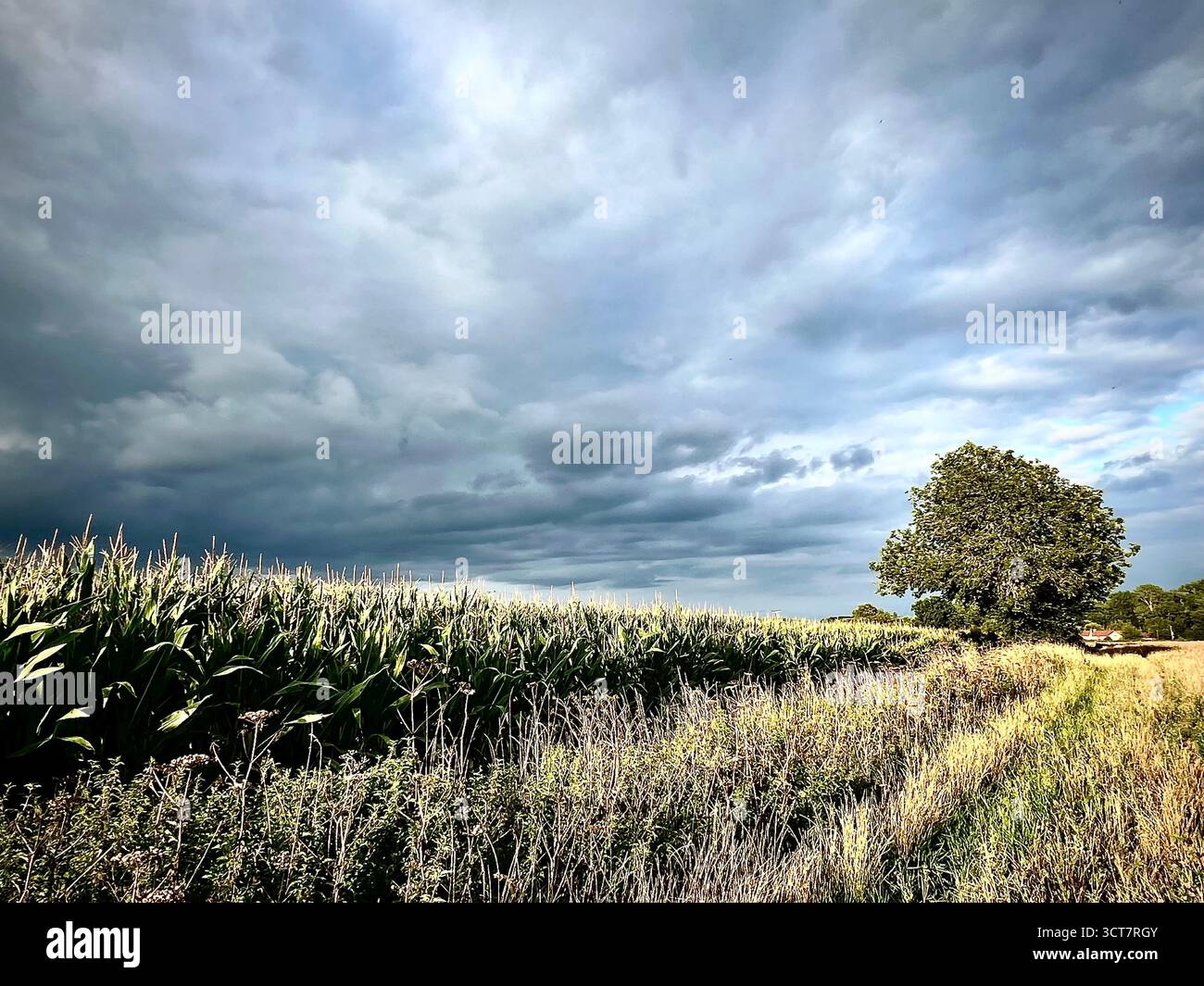 Ein Landschaftsfoto von einem Maisfeld mit einem Baum in South Norfolk an einem stark bewölkten Tag. - Smartphone-aufgenommenes Stockfoto