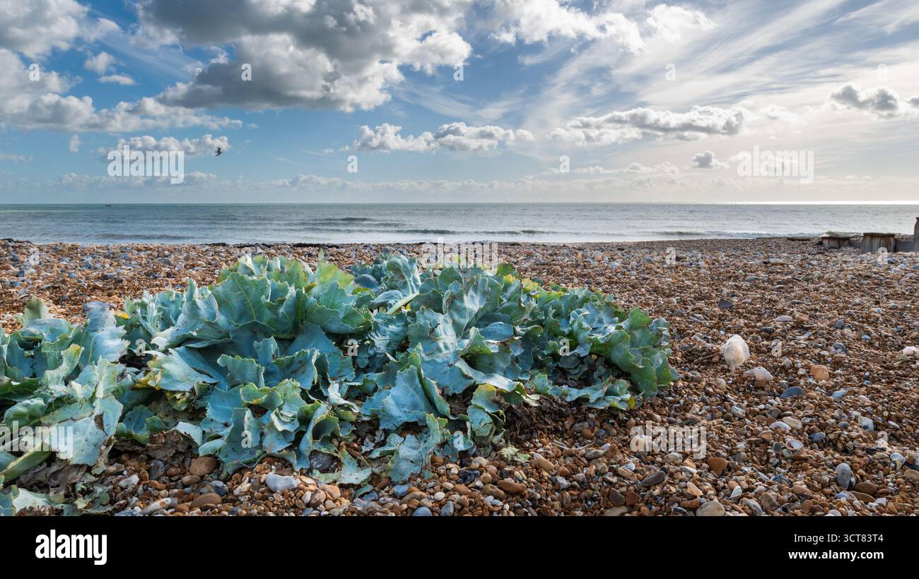 Meereskohl (Crambe maritima) wächst an einem Kiesstrand in Bexhill-on-Sea, East Sussex, unter hellem Frühlingshimmel am Ärmelkanal. Stockfoto