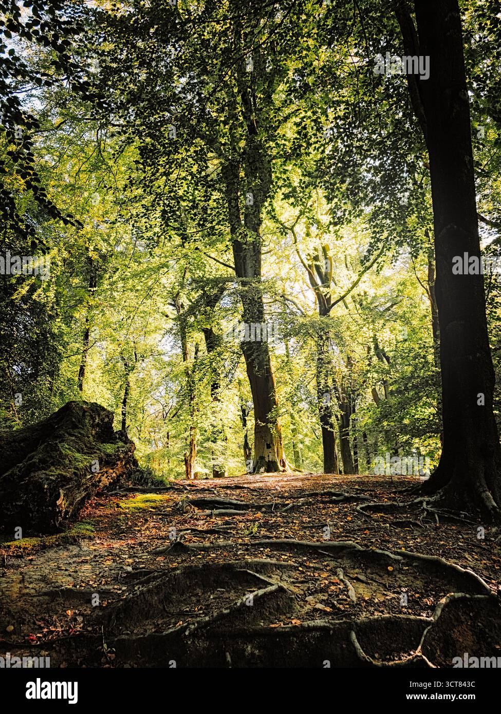 Sonnenlicht filtert durch ein dichtes, ruhiges Walddach. Worsley Woods Manchester. Stockfoto