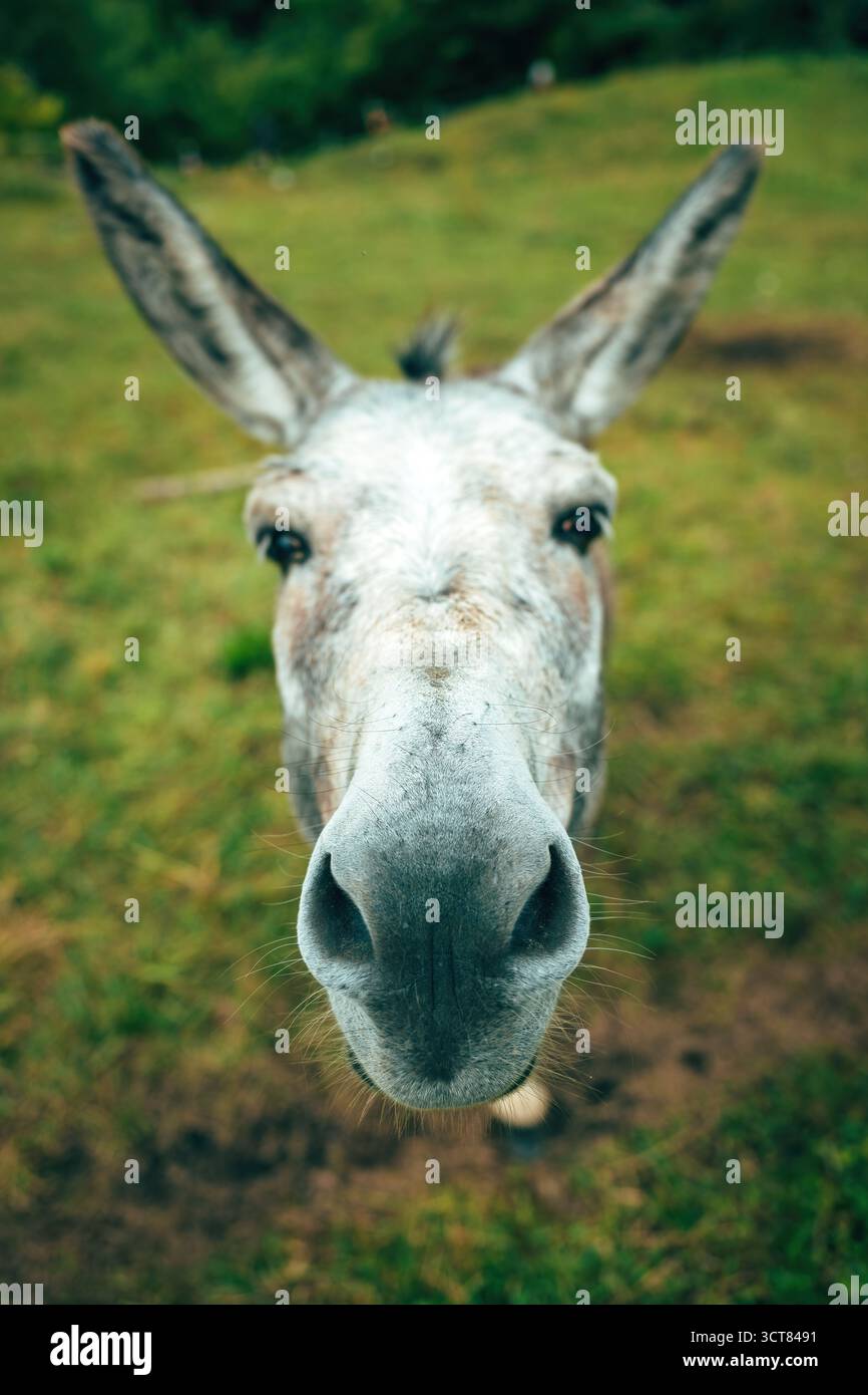 Nahaufnahme Tierhumor Aufnahme von Eselgesicht mit großer Schnauze. Selektiver Fokus. Stockfoto
