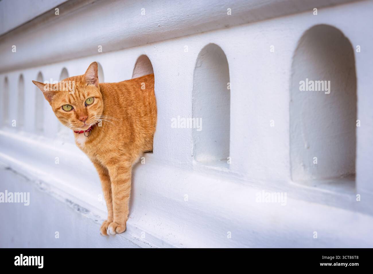 Rote Tabby-Tempelkatze, Bangkok, Thailand Stockfoto