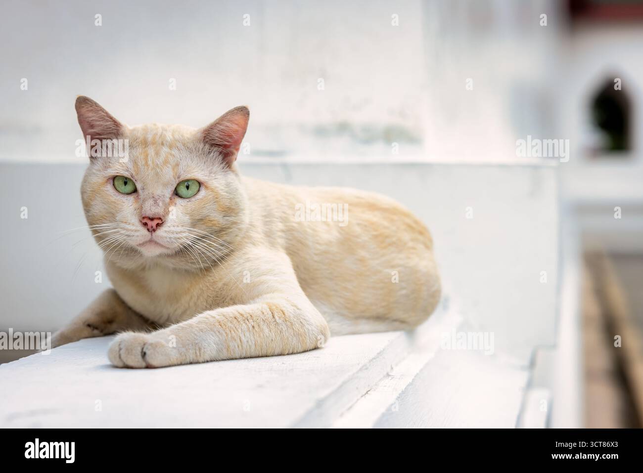 Weiße Tempelkatze, Bangkok, Thailand Stockfoto