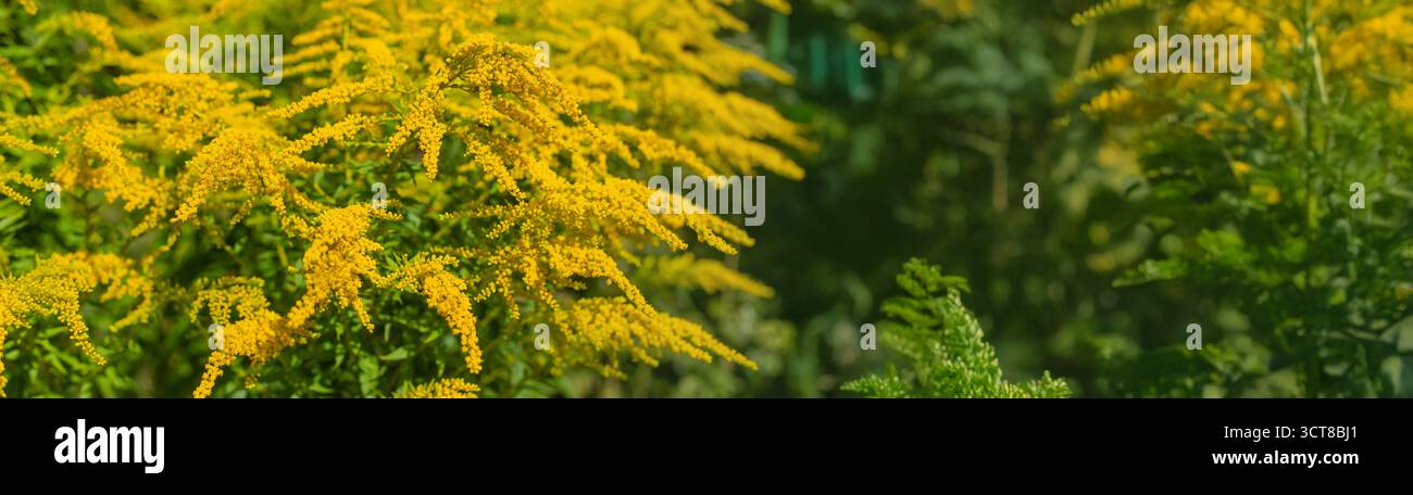 Ragweed blüht auf dem Feld. Allergie. Selektiver Fokus. Natur. Stockfoto