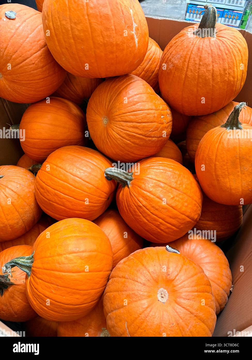 Ein Haufen kleiner orangefarbener Kürbisse, die in einem Karton auf einem Bauernmarkt gestapelt sind und saisonale Produkte und leuchtende Herbstfarben präsentieren. - Smartphone-aufgenommenes Stockfoto