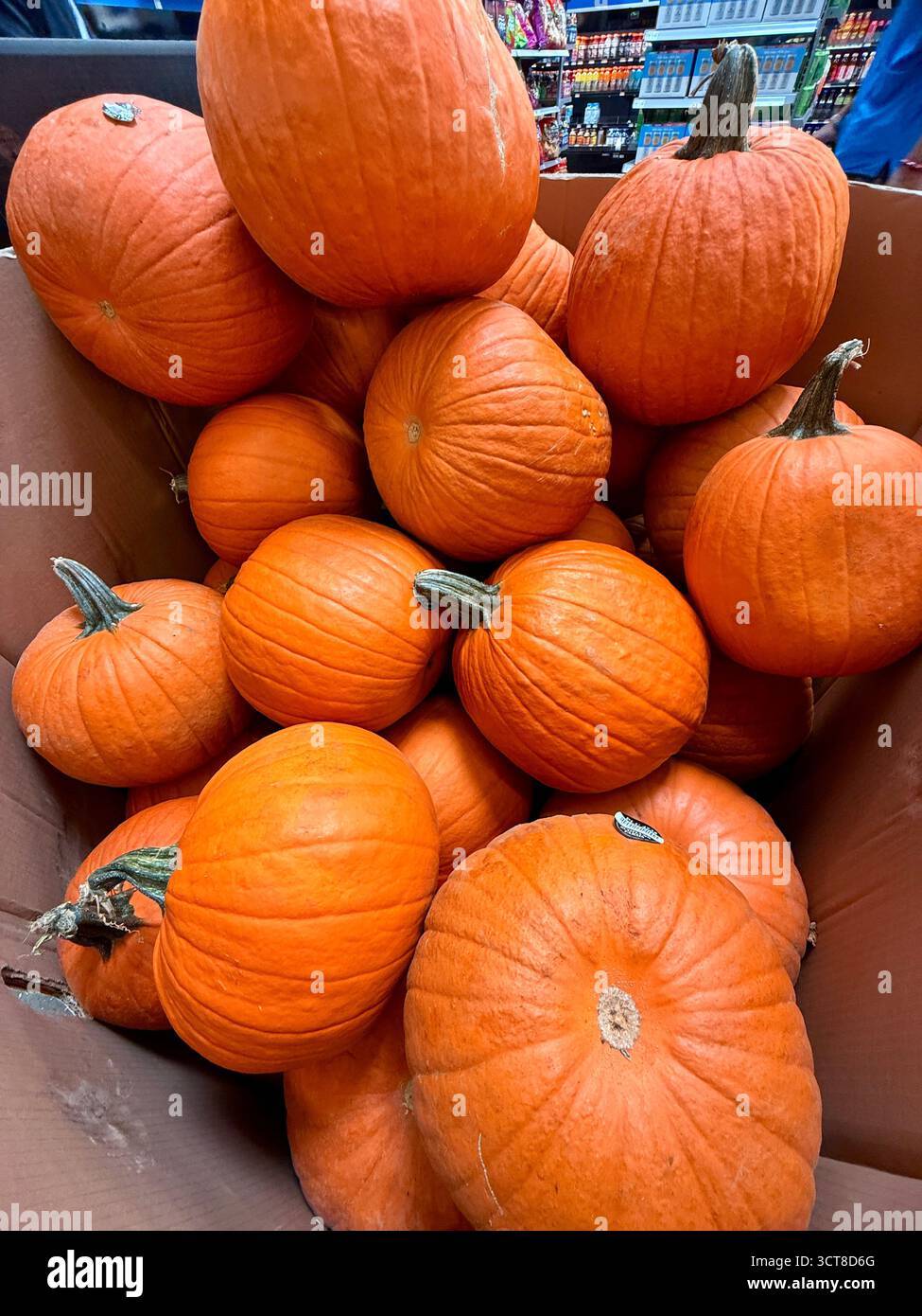 In einem Lebensmittelgeschäft oder Bauernmarkt in New Orleans, Louisiana, USA, stapelten sich kleine orangefarbene Kürbisse in einem großen Karton. - Smartphone-aufgenommenes Stockfoto