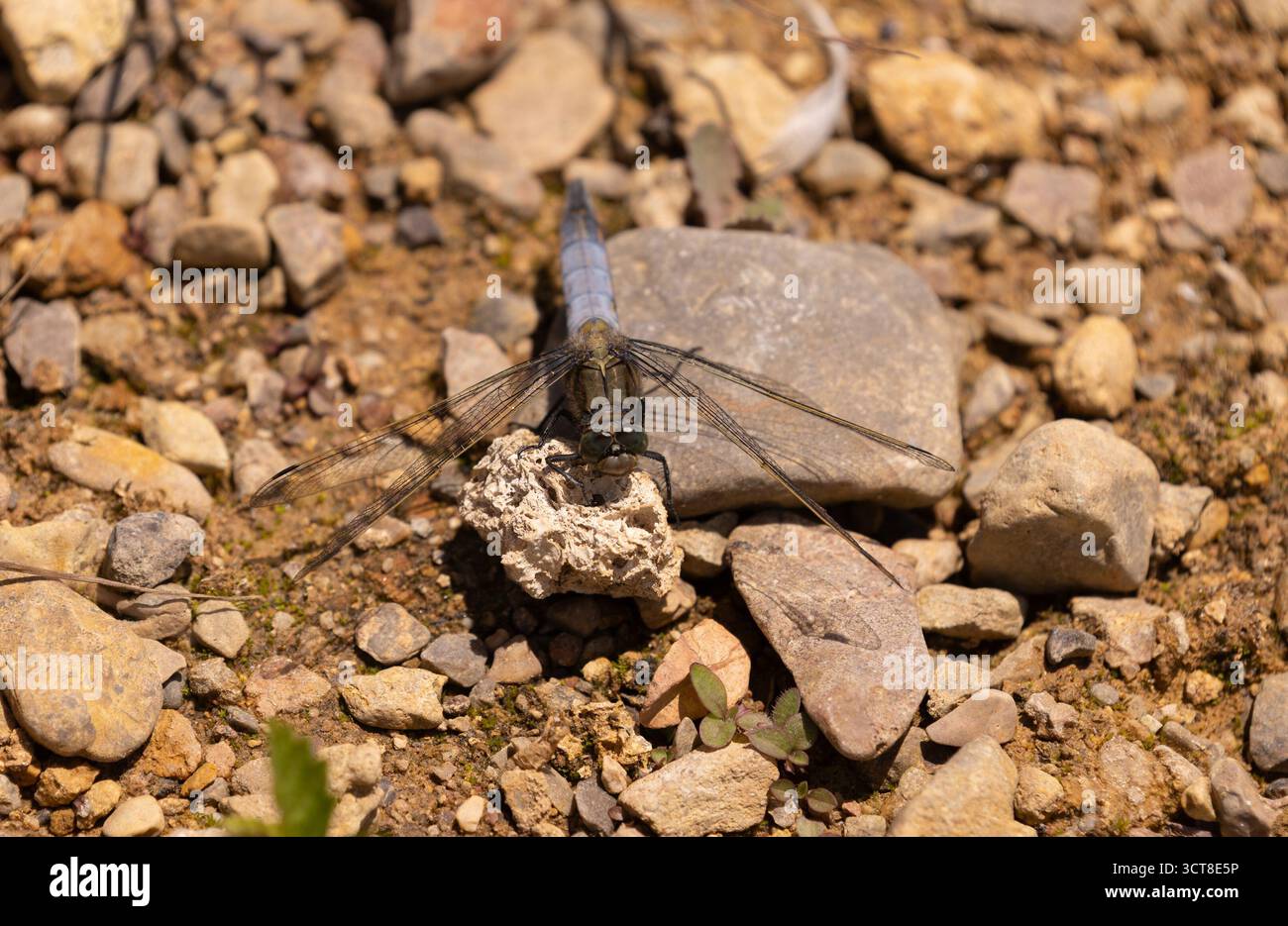 Schwarzschwanzskimmer Libelle männlich - Orthetrum cancellatum Stockfoto
