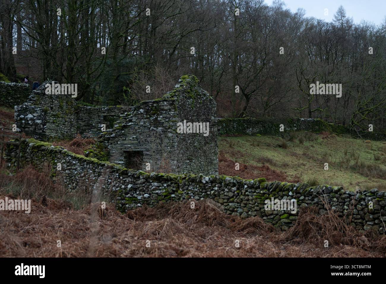 Verlassene Steinhüttenruinen mit moosbedeckten Wänden in Waldlandschaft Stockfoto