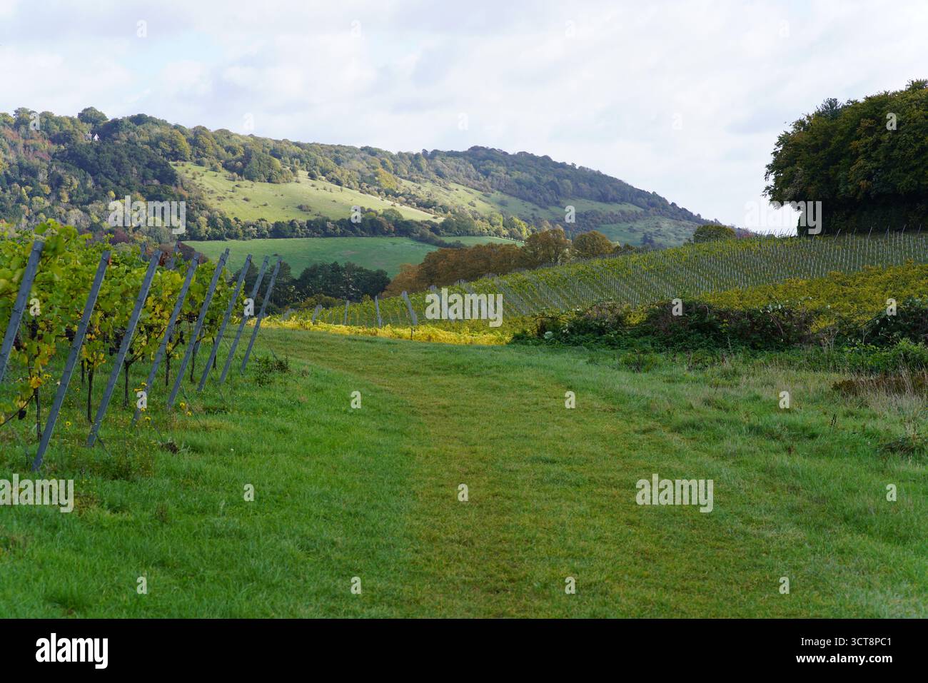 Malerische Weinberglandschaft mit grünen Hügeln und Weinreihen unter sanftem Herbstlicht friedliche Aussicht auf die ländliche Landschaft. Weinberg, Dorking, England Stockfoto