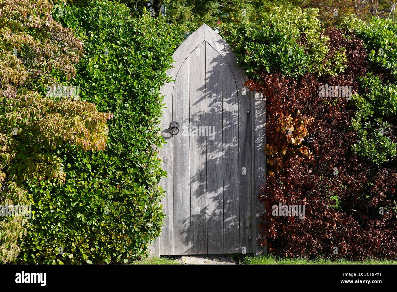 Hölzernes Gartentor in einer hohen Hecke, schafft einen geheimen Garteneingang umgeben von üppigem Laub und herbstlichen Farben. Dorking, England Stockfoto