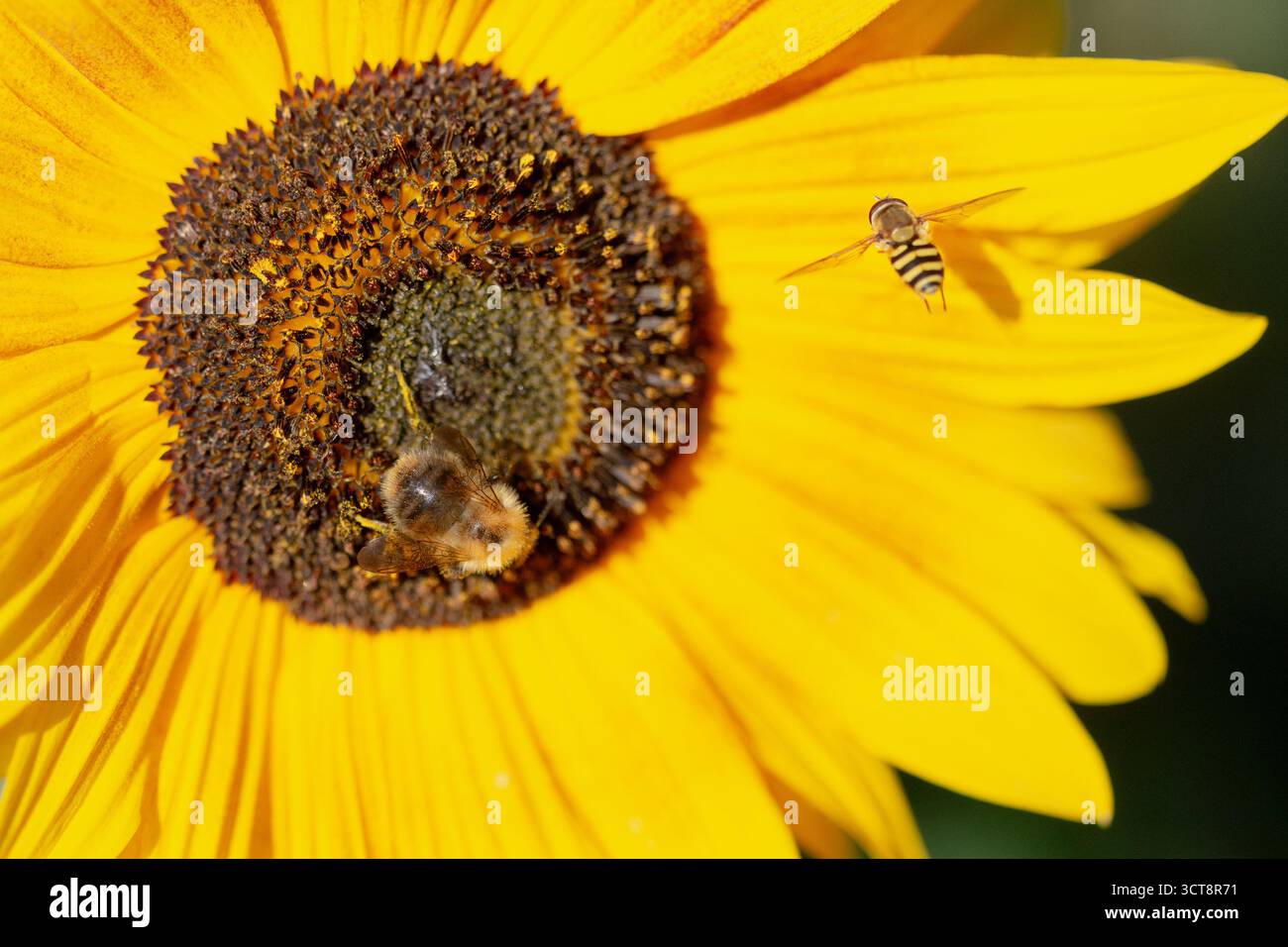 Eine Biene und schwebfliege fressen auf einer hellgelben Sonnenblume, was die Bedeutung von Bestäubern in einem englischen Garten unterstreicht Stockfoto