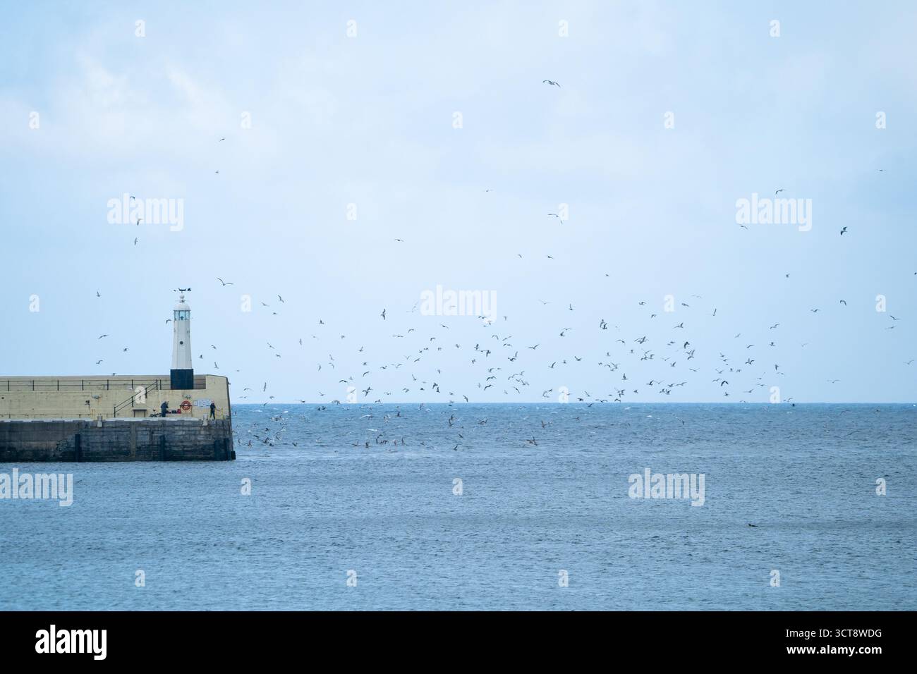 Leuchtturm an der Hafenmauer mit Seevögeln, die über das blaue Meer auf der Isle of man fliegen Stockfoto