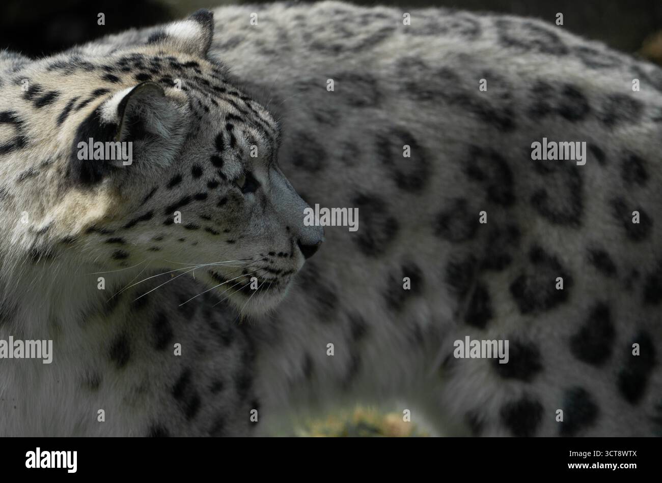 Schneeleopardenprofil mit markantem gepunktetem Fell und Whiskern Stockfoto