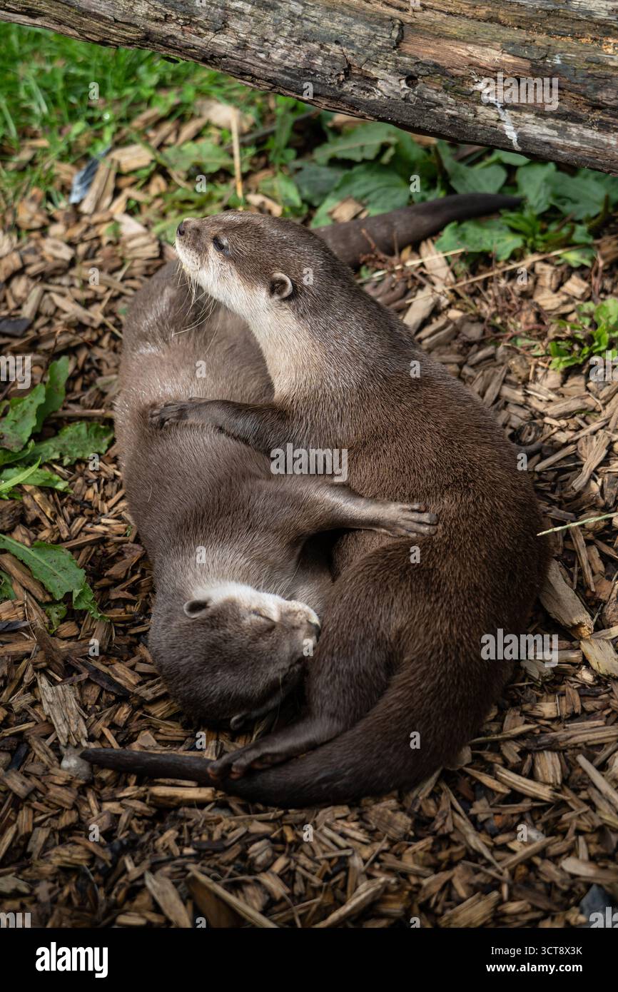 Die Otter-Familie ruht auf dem Waldboden zwischen herabfallenden Blättern und Vegetation Stockfoto