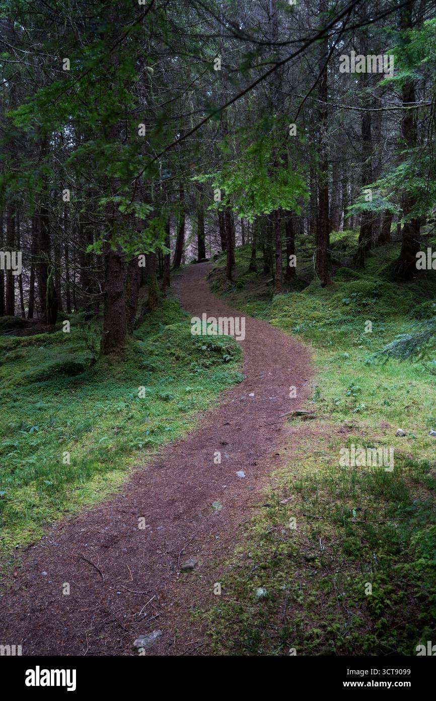Verwinkelter Waldweg durch üppige schottische Wälder mit moosbedecktem Boden Stockfoto