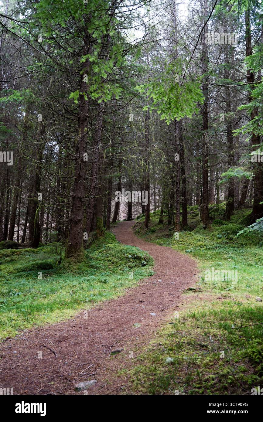 Friedlicher Waldweg schlängelt sich durch üppigen schottischen Wald mit moosbedecktem Boden Stockfoto