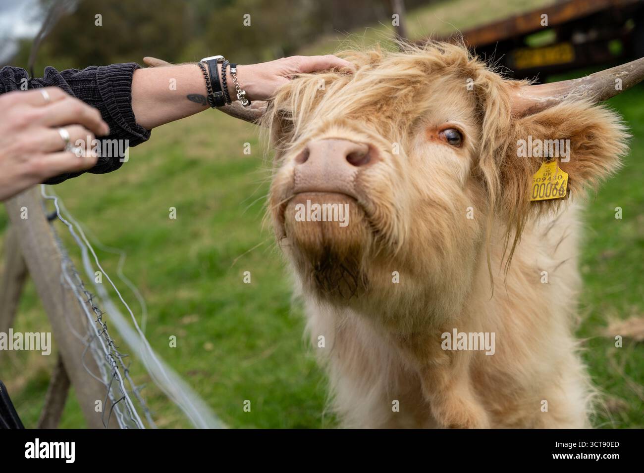Person streichelt freundliche Highland-Kuh mit langen zotteligen Haaren und Hörnern in der schottischen Landschaft Stockfoto