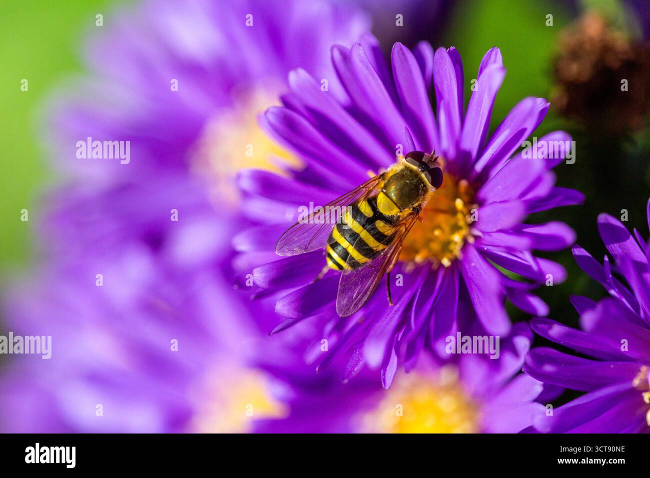 Eine hoverfly ernährt sich von leuchtenden violetten Astern in einem farbenfrohen englischen Landhausgarten und hilft, Spätsommerblumen zu bestäuben. Stockfoto