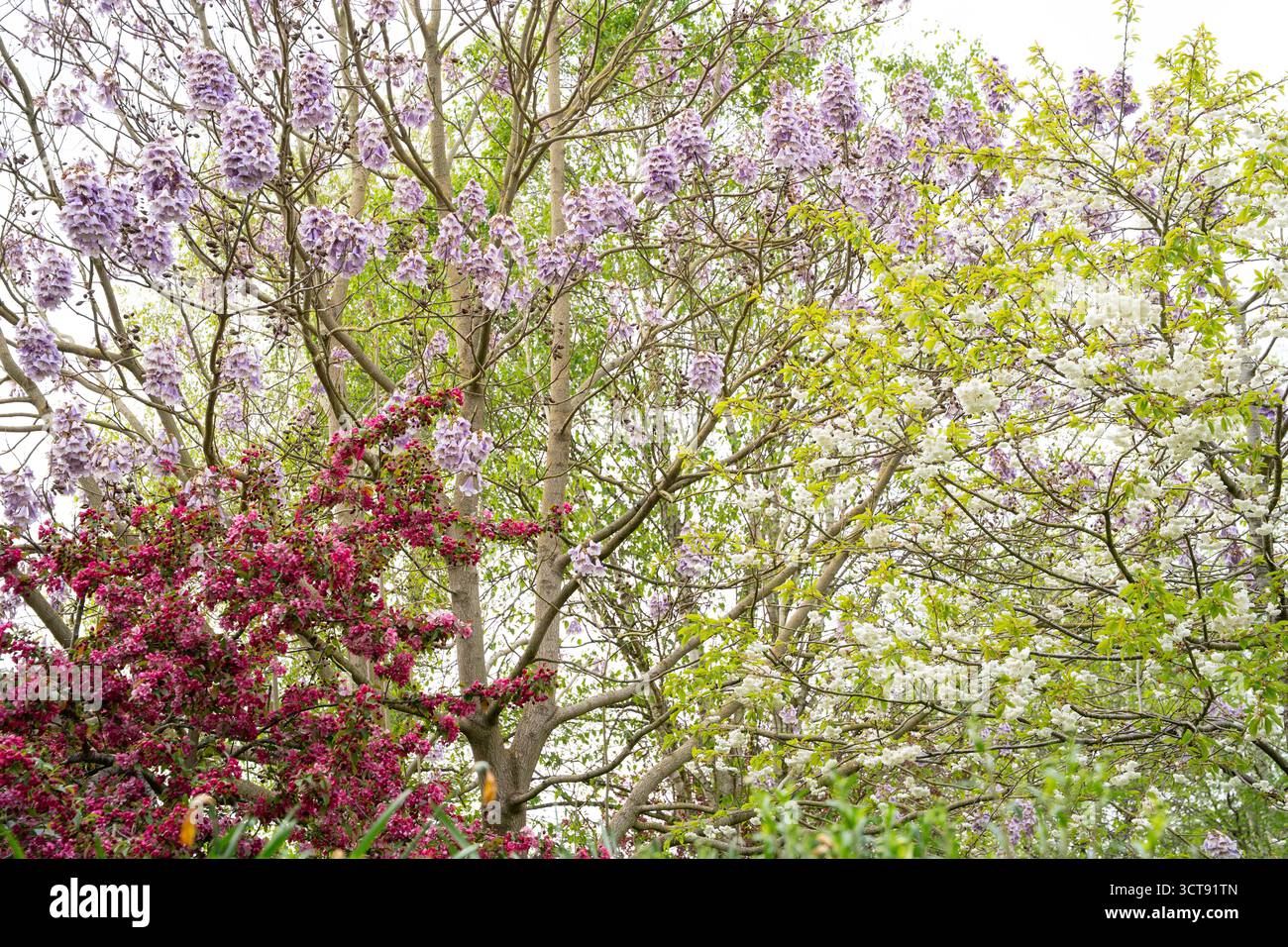 Wisterien in voller Blüte mit violetten Blüten, die im Frühjahr von Gartenbäumen fallen Stockfoto
