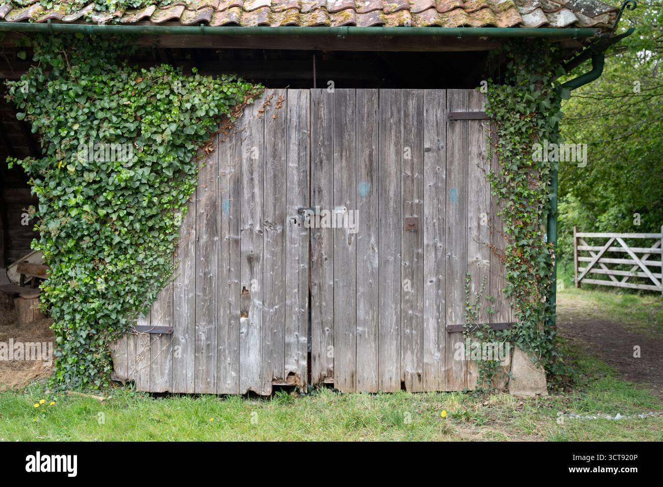 Rustikale hölzerne Scheunentüren mit Efeu auf verwittertem Bauernhaus Stockfoto