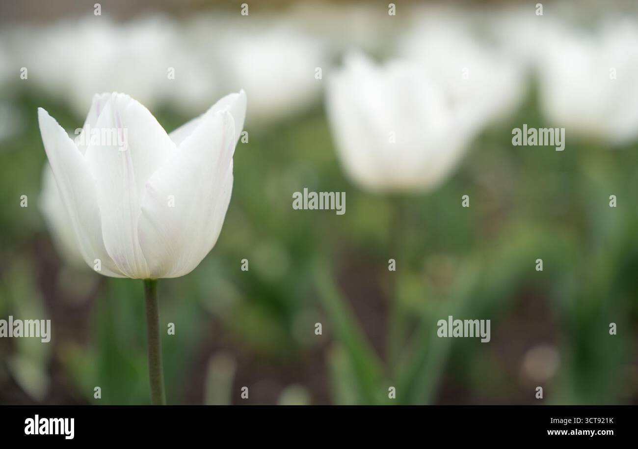 Weiße Tulpen im Frühlingsgarten mit weichem Hintergrund Stockfoto
