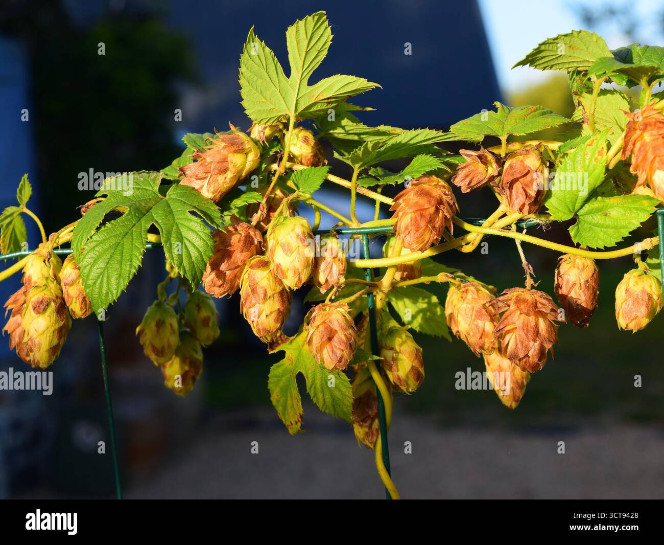 Hop Vine aus nächster Nähe, Humulus Lupus Stockfoto