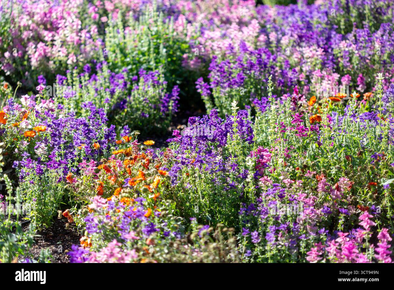 Ein lebendiges Blumenangebot füllt einen wunderschönen englischen Landgarten, der vor satten Sommerfarben und natürlicher Schönheit strotzt. Stockfoto