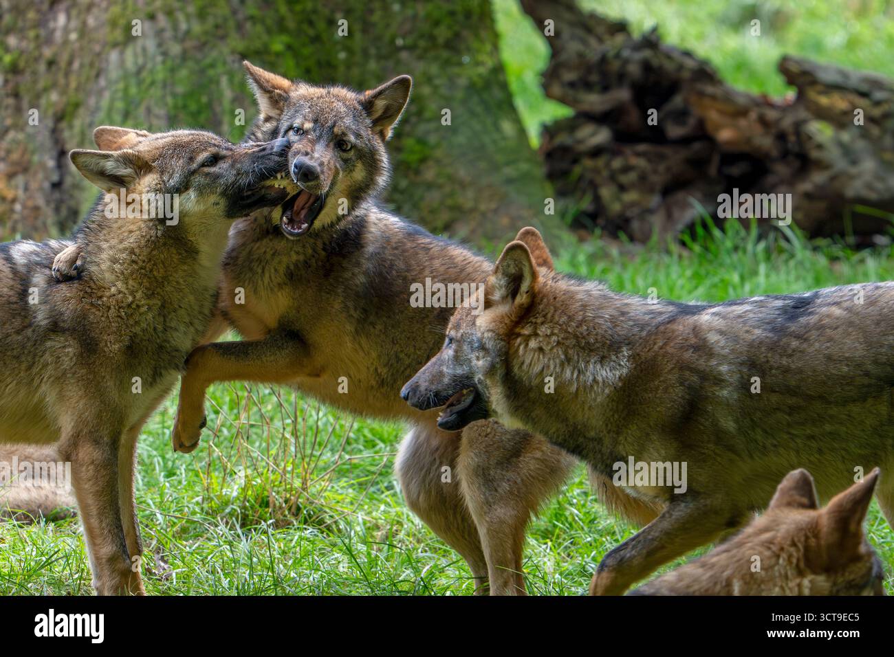 Wolf Rudel Eurasischer Wölfe / Europäische Grauwölfe (Canis Lupus Lupus) mit 5 Monate alten Welpen spielen im Herbst im Wald/Wald Stockfoto