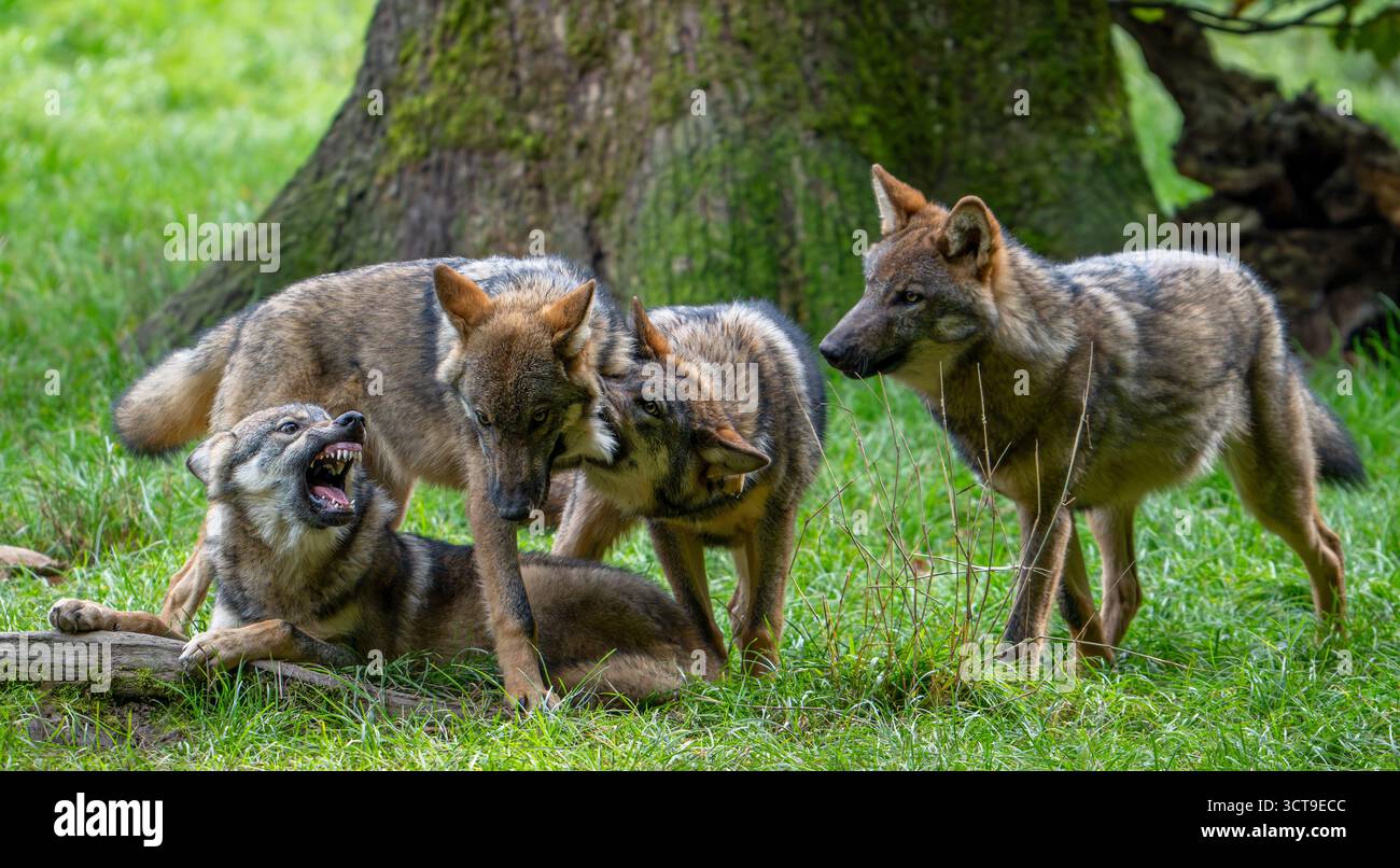 Wolf Rudel Eurasischer Wölfe / Europäische Grauwölfe (Canis Lupus Lupus) mit 5 Monate alten Welpen spielen im Herbst im Wald/Wald Stockfoto
