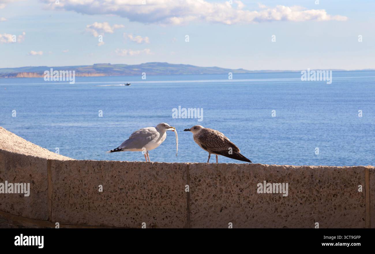 Heringsmöwe (Larus argentatus), Erwachsene, die Jungmöwe füttern Stockfoto