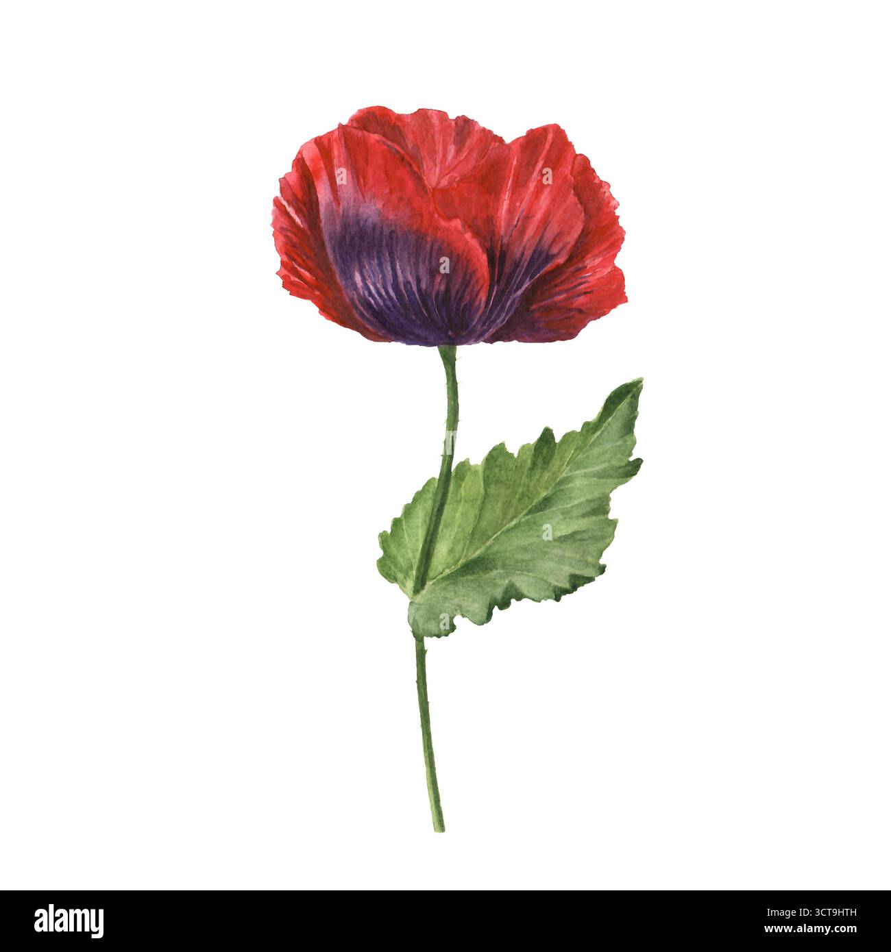 Rote Mohnblumen mit Blumenblüten. Isolierte Mohnblumen-Illustrationselement Stockfoto